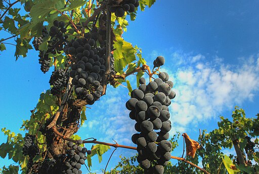 De Sangiovese is een blauwe druivensoort die afkomstig is uit Toscana of Emilia-Romagna