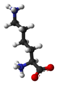 Ball-and-stick model of lysine at physiological pH (note the NH3 group)