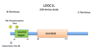 An annotated schematic of the RTL6 protein showing motifs and predicted phosphorylation and ubiquitination sites. LDOC1L Protein Annotation.png