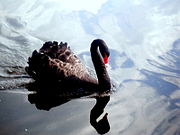 Black swan