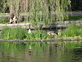 Lake Watauga, Canadian Geese