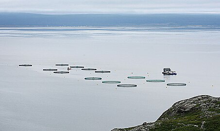 Ferme d'élevage de saumons dans un fjord norvégien (le Varangerfjord à Nesseby).