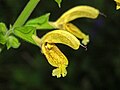 Flores de Salvia glutinosa