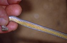Нижняя сторона змеи-лампрофиида (Liophidium apperti) (9607026183) .jpg