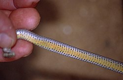 Lamprophiid Snake (Liophidium apperti) underside (9607026183).jpg