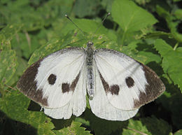 Káposztalepke (Pieris brassicae)