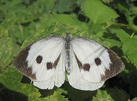 Large white spread wings.jpg