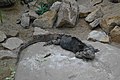 English: Cuban rock iguana (Cyclura nubila)? in Prague Zoo Čeština: Leguán kubánský (Cyclura nubila)? v Zoo Praha