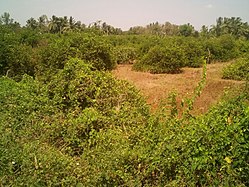 Sex In Epurupalem - Bapatla district - Wikipedia