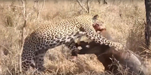 Warthog fighting a leopard Leopard eats alive Warthog Amaizing Video HD 5.png
