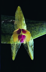 Thumbnail for Lepanthes acuminata