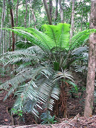 <i>Lepidozamia hopei</i> Species of cycad