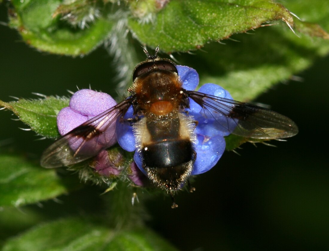 Leucozona lucorum