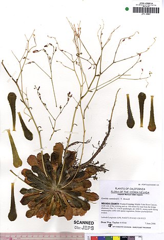 <i>Lewisia cantelovii</i> Species of flowering plant