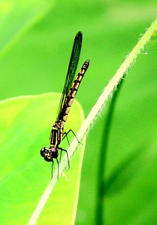 <i>Libellago adami</i> Species of damselfly