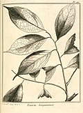 Licaria guianensis Aublet 1775 pl 121.jpg