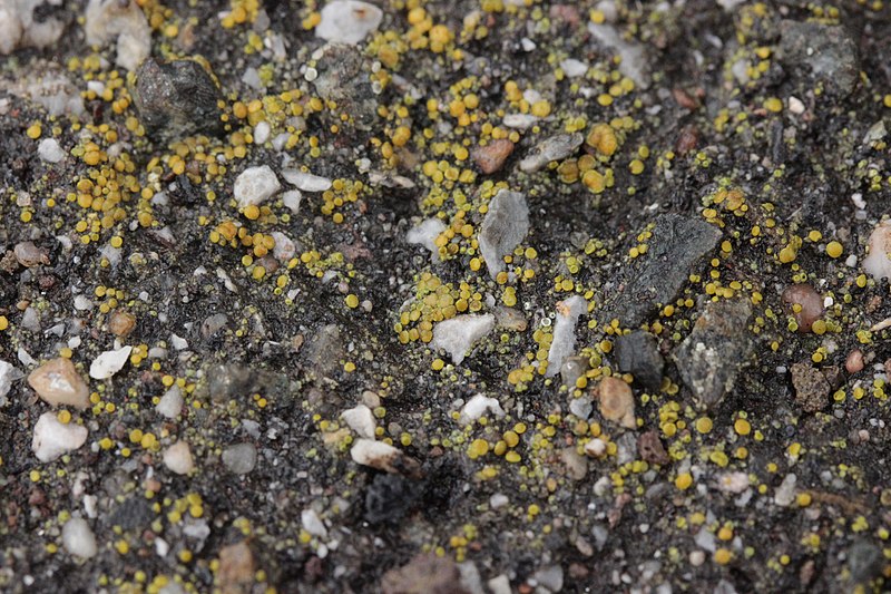 File:Lichen (28285653669).jpg