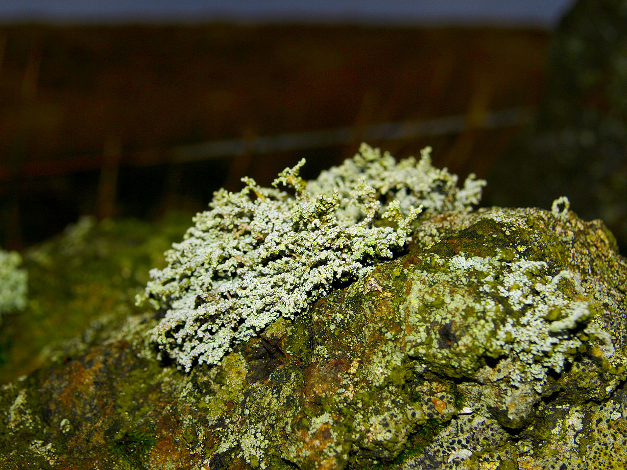 Lichens Moonglow