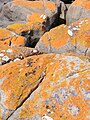 * Nomination: Lichen on rocks. --JalalV 15:02, 4 January 2009 (UTC) * * Review needed