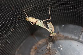 Light brown colored adult female