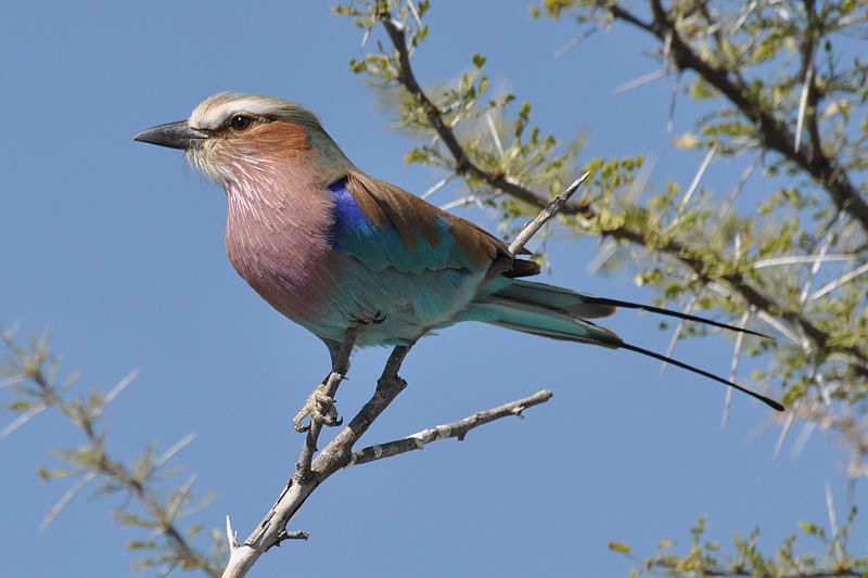 File:Lilac breated Roller.JPG