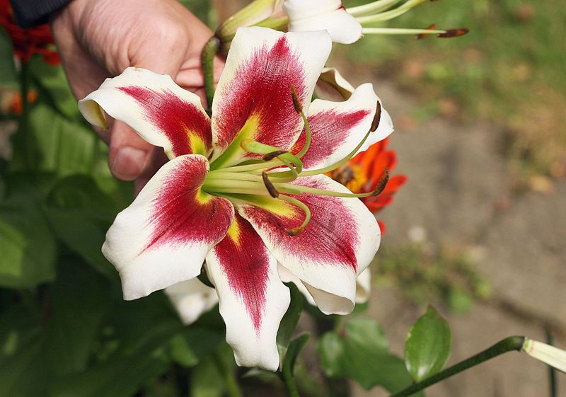 File:Lilie (Lilium) (9512944615).jpg