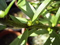 Axil bulbils Lilium sargentiae