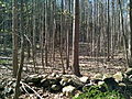 New stand of trees. Lillinonah Trail. Blue-Blazed CFPA foot path which circles the upper Paugussett State Forest (and Lake Lillinonah/Housatonic River) in Newtown, CT.