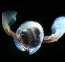 Limacina antartika.png