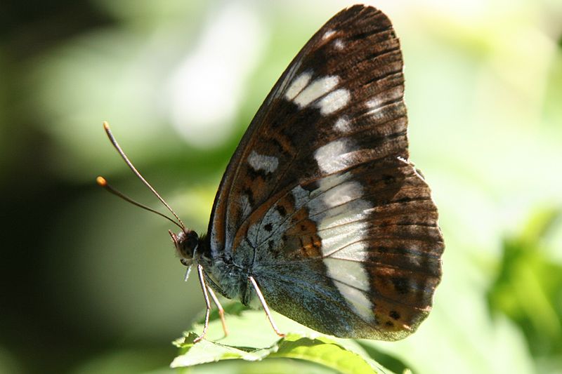 File:Limenitis camilla Schwaebisch Hall-Wackershofen 20070716 4.jpg