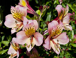 Lirio del PerÃº (Alstroemeria), jardÃ­n del molino, Sierra de San Felipe, SetÃºbal, Portugal, 2012-05-11, DD 01.JPG