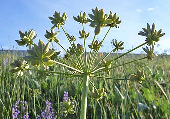 Lomatium dissectum var. dissectum green fruit 2.jpg