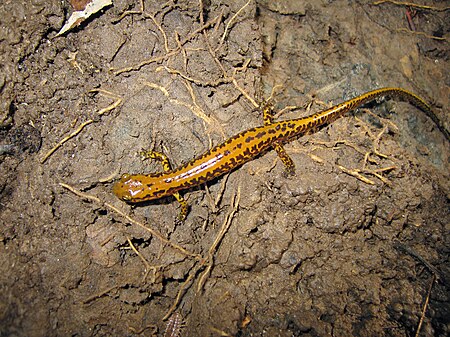 Tập_tin:Longtail_Salamander_(Eurycea_longicauda).jpg