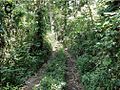 Вечнозелёные тропические леса в округе Лаутен