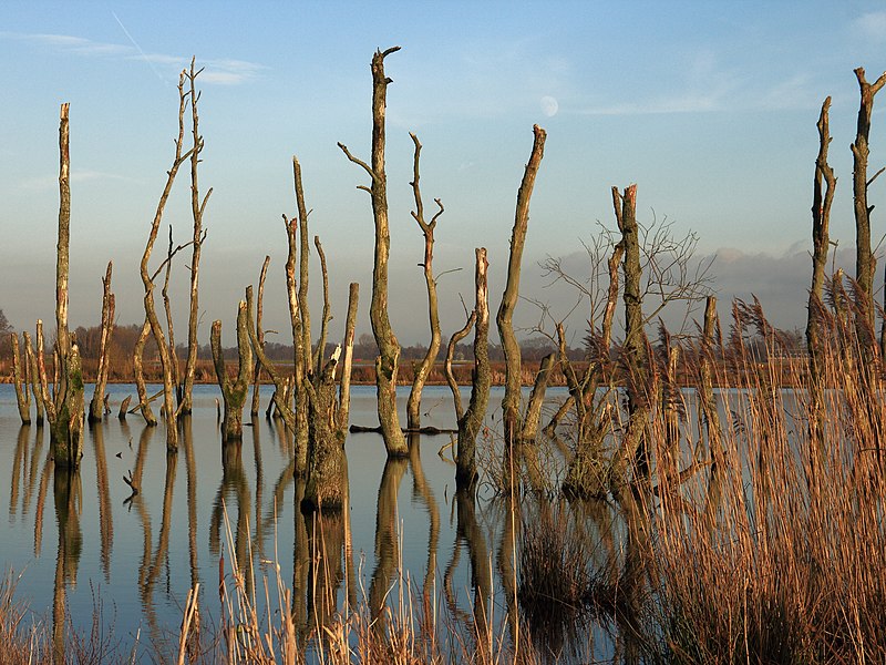 File:Lytse Mâr. Locatie De Alde Feanen 04.JPG