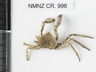 <i>Elamena</i> Genus of crabs