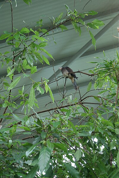 File:Macropygia unchall in Prague Zoo.JPG