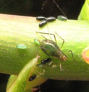 Macrosiphum egg laying.jpg