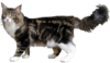 MaineCoonSansFond.png