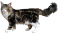 MaineCoonSansFond.png