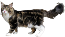 Brown blotched tabby and white MaineCoonSansFond.png