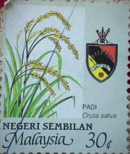 Рис посевной (Oryza sativa)