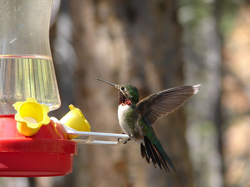 File:Male Ruby-Throated Hummingbird 2.jpg