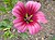 Malope trifida (Malvaceae) flower.JPG