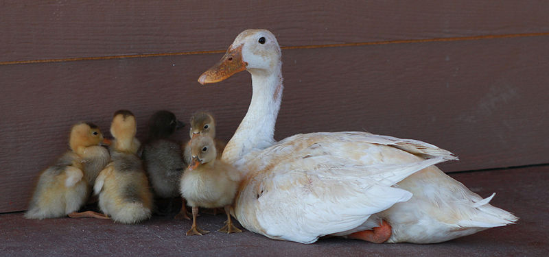File:Mama duck with ducklings Public Domain.jpg