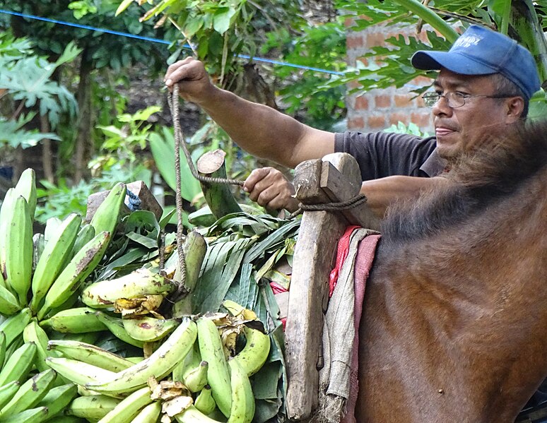 File:Man Loading Plantains on Horseback - Balgue - Ometepe Island - Nicaragua (31797112295).jpg