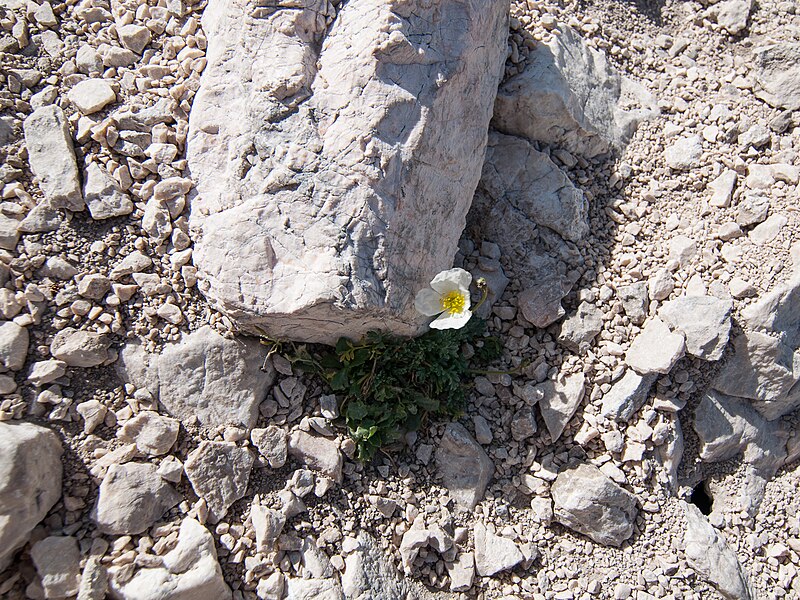 File:Mangart Papaver alpinum 1.jpg