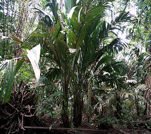 Young plants of Manicaria saccifera in Costa Rica