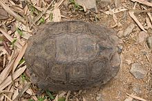 Carapace from Kaeng Krachan National Park in Thailand. Manouria-emys-kaeng-krachan-national-park-above-640x426.jpg