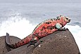 Meerechse auf der Insel Española des Galápagos-Archipels